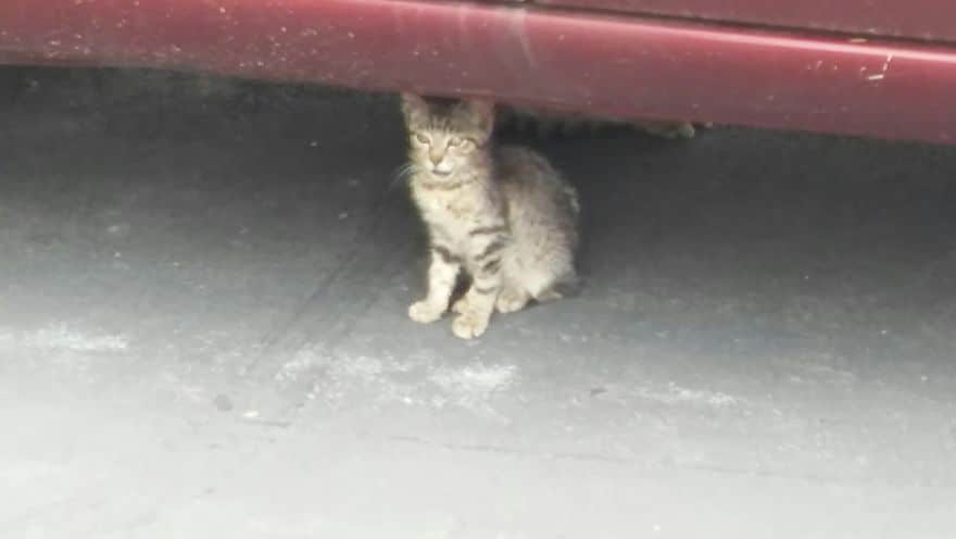 котёнок под машиной