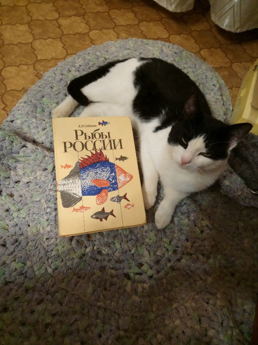 кошка с книгой