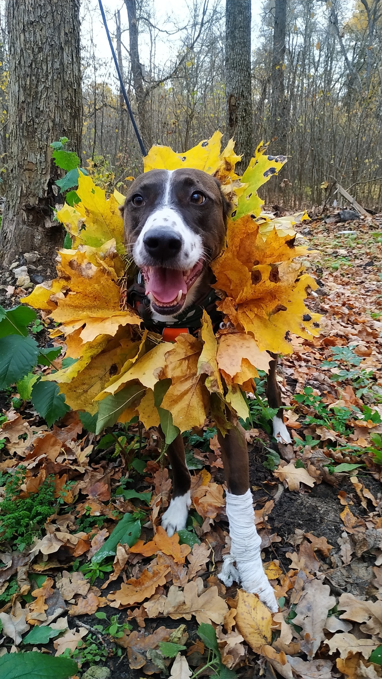 собака с листьями