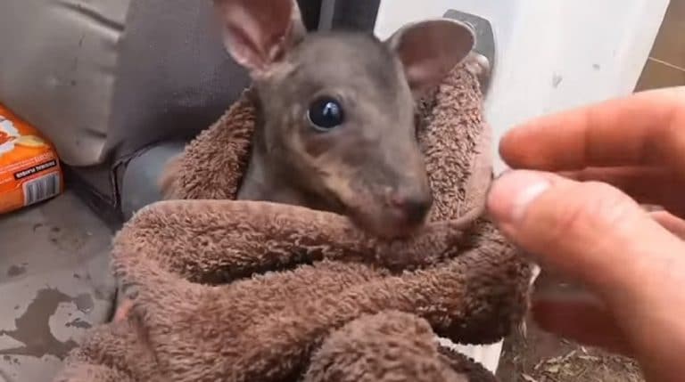 baby kangaroo