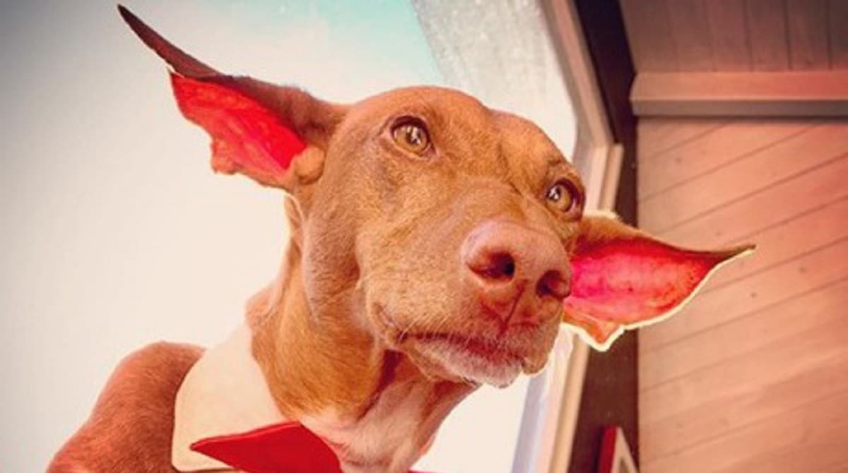 big-eared dog