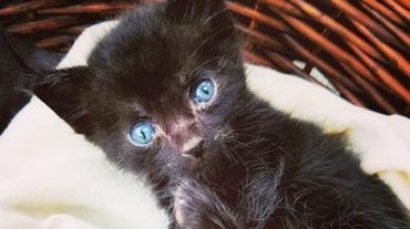 blue-eyed kitten