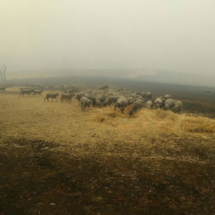 овцы в поле