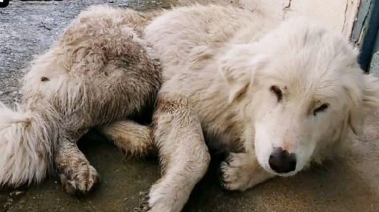 cute white dog