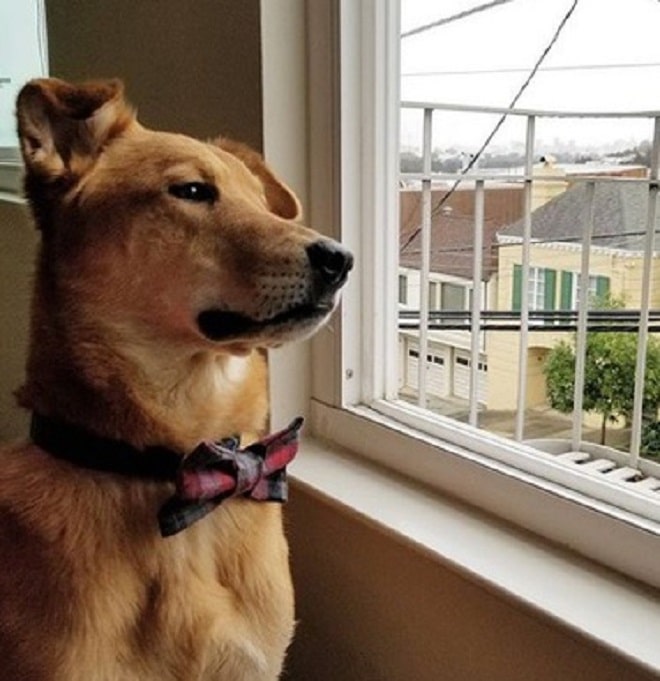 Пес у окна