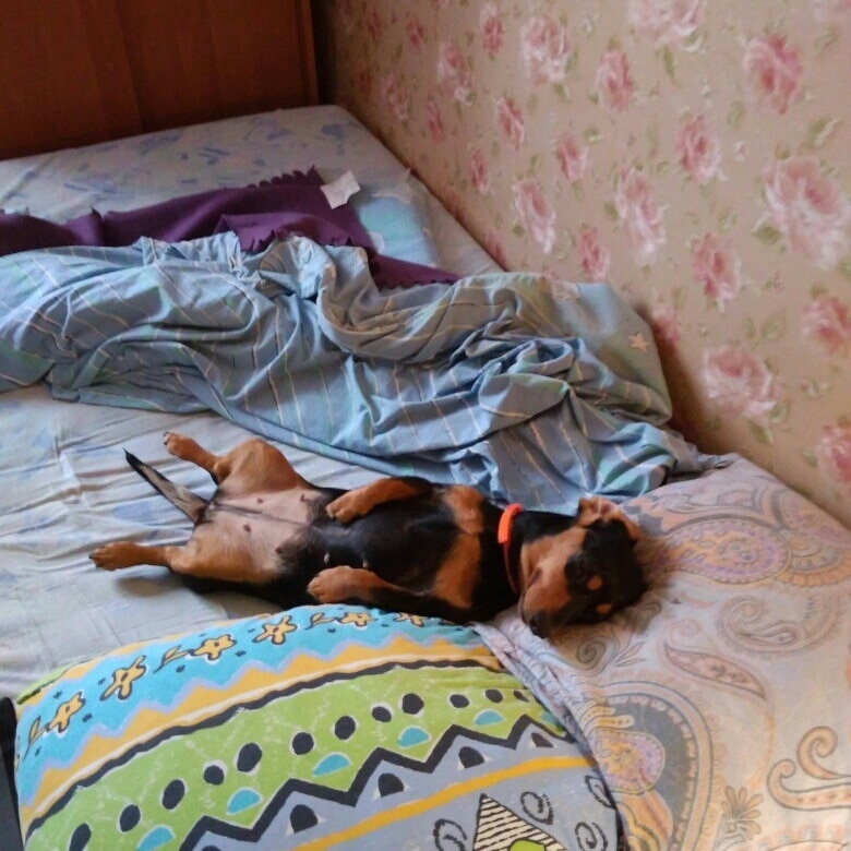 собака на кровати