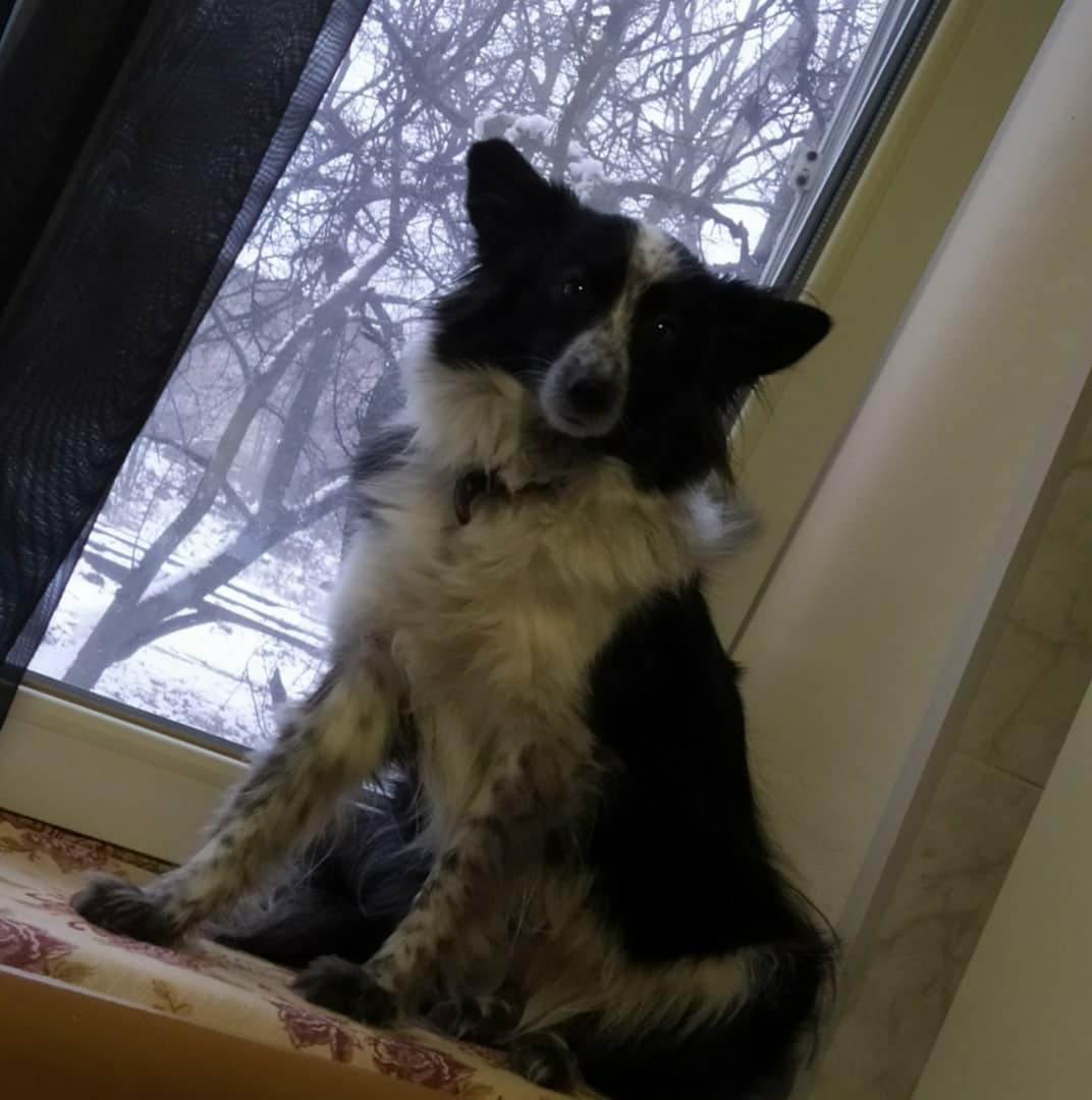 собака у окна