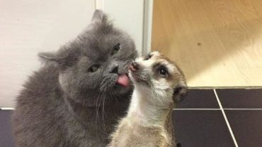 kissing cat