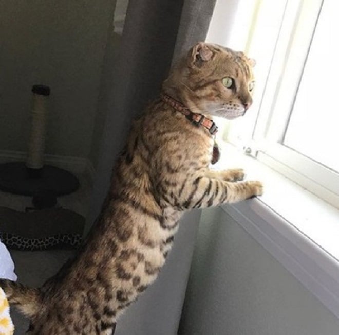 The cat stands on its hind legs