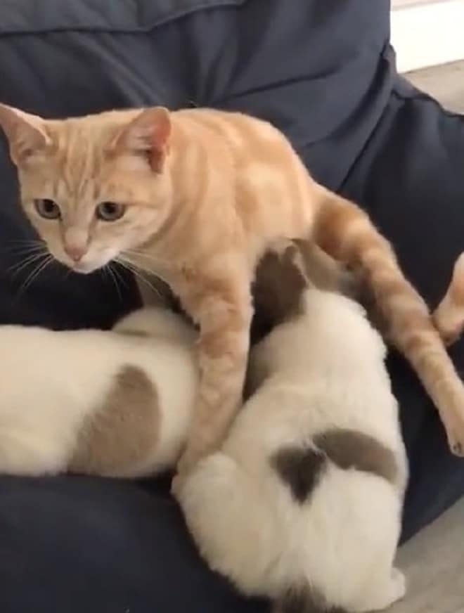 Кошка и два щенка