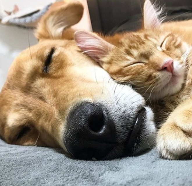 Кот и пес спят