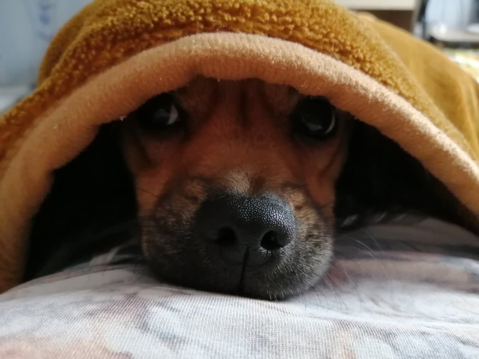 собака под одеялом