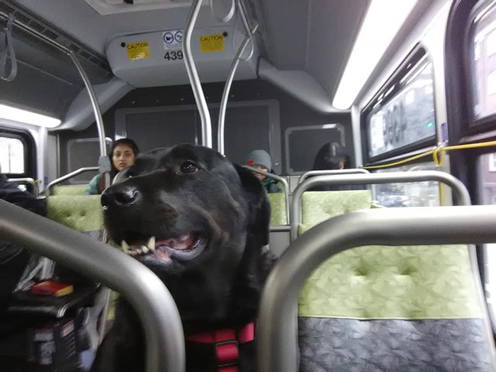 собака в автобусе
