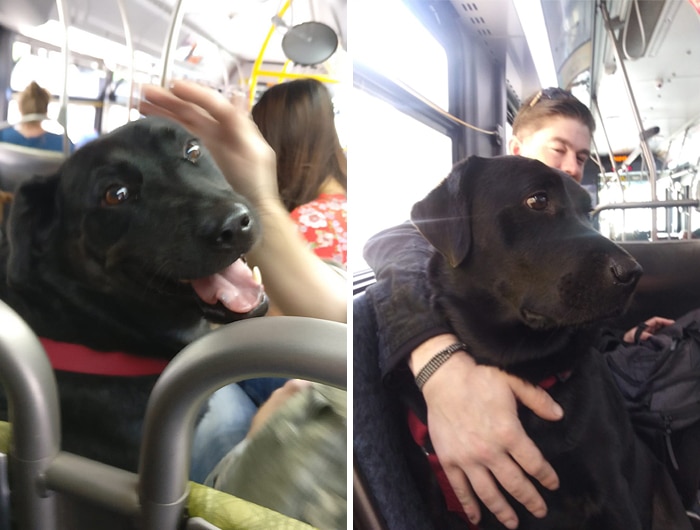 собака в автобусе