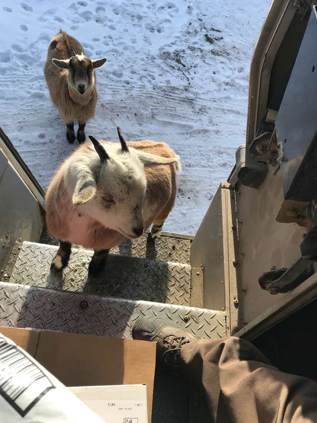 две козы