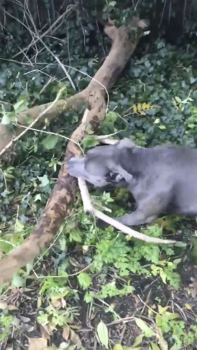собака с деревом