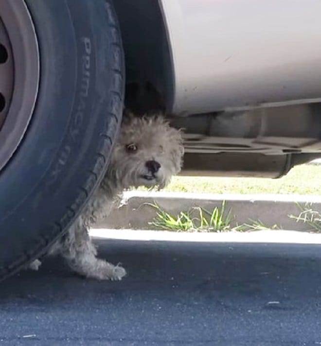 Пес под машиной 