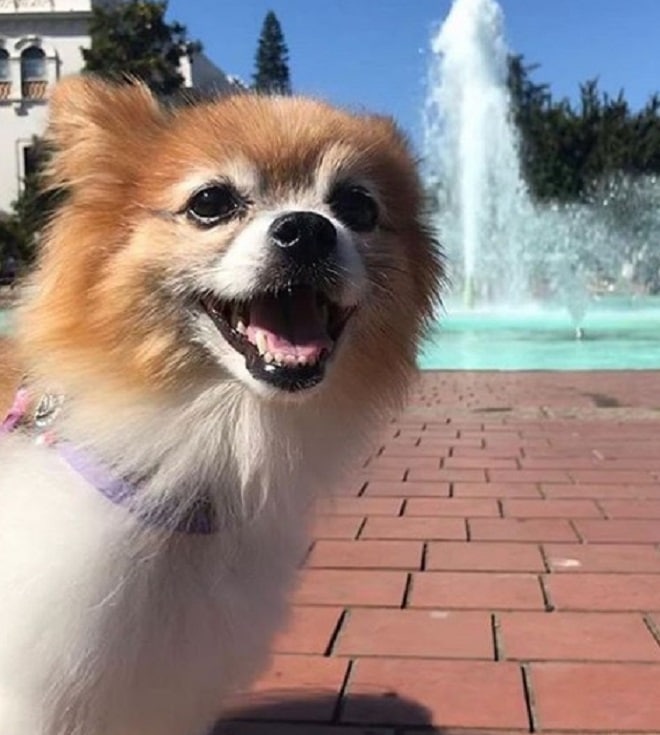 Собака возле фонтана
