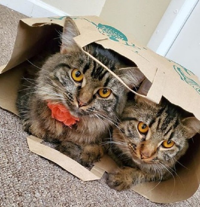 Коты и пакет