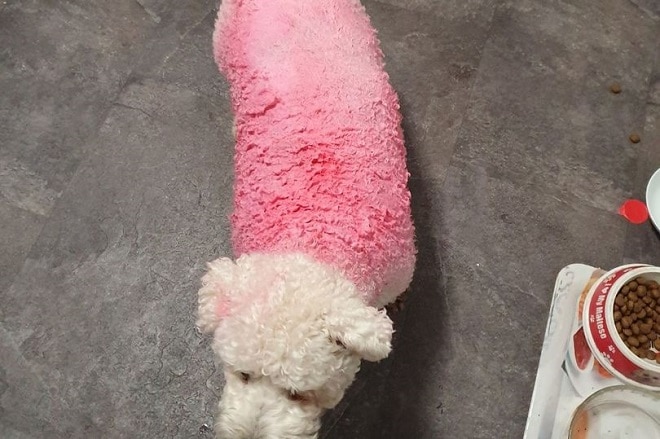 Собака с розовой спинкой