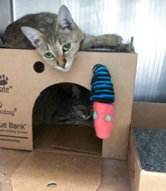 Коты и домик с коробки