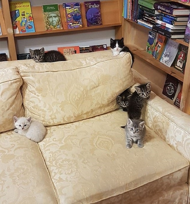 Котята на диване 