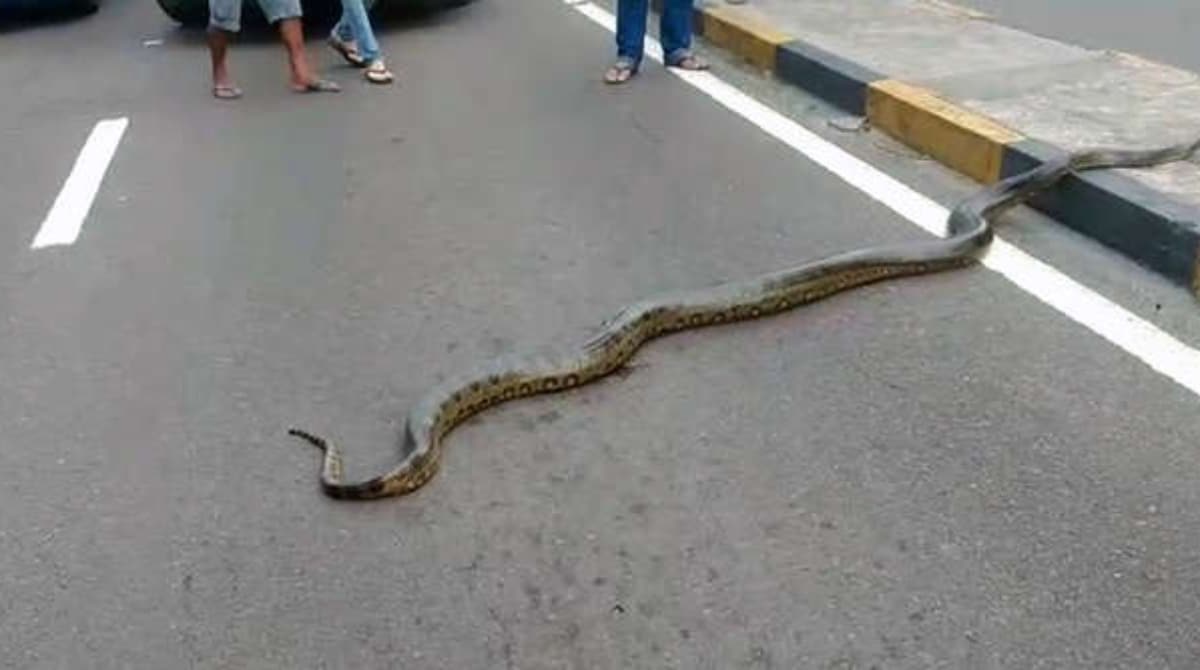 змея на дороге