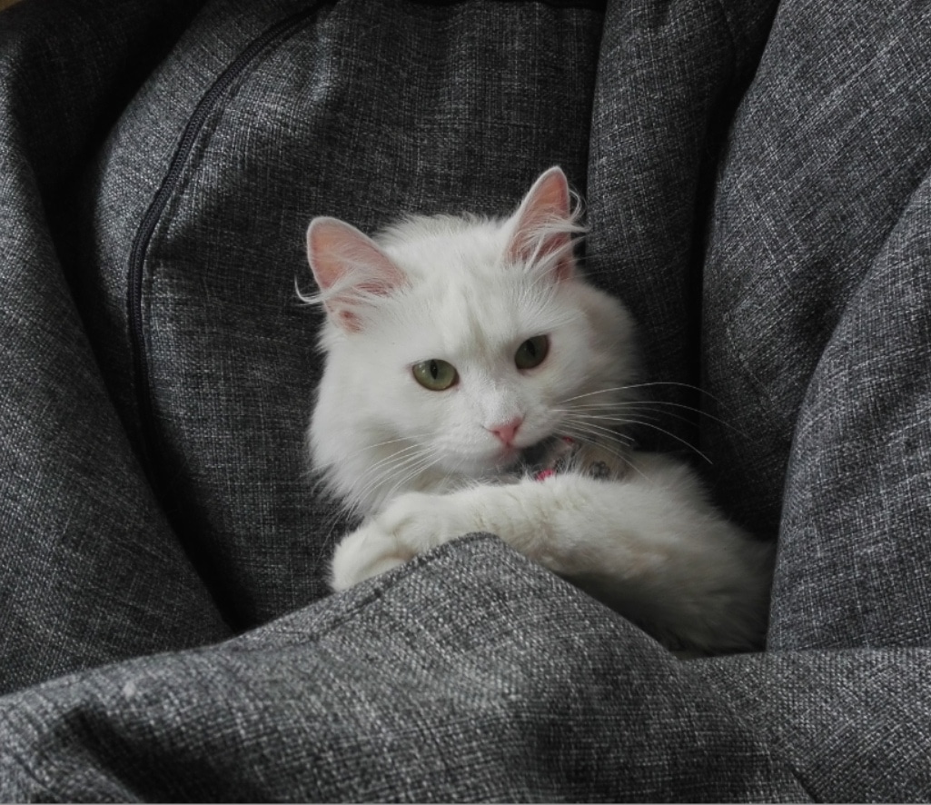 кошка белая 
