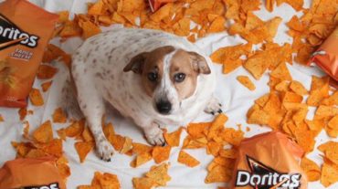 dog and Doritos