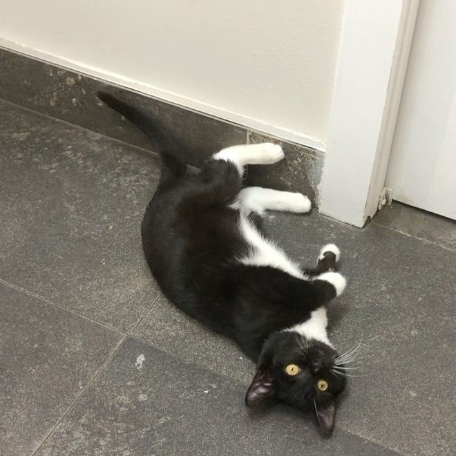 Кошка на полу