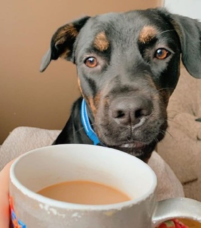 Можно собаке чай. Чайная собака. Собака и чай. Чаепитие с собакой. Собака с чаем на шее.