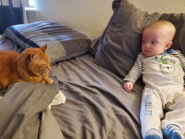 рыжий кот и ребёнок