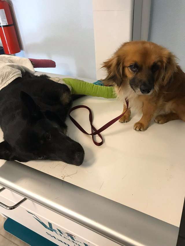 собаки в больнице