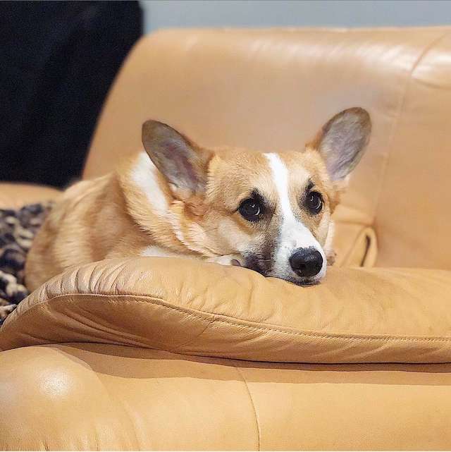 Собака не может запрыгнуть на диван причины