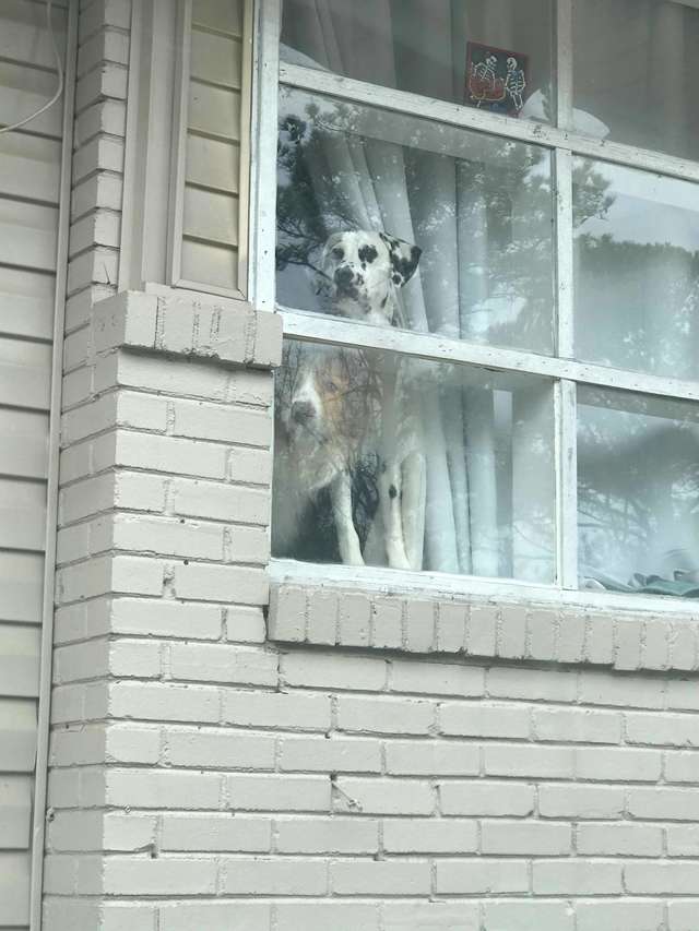 собаки в окне