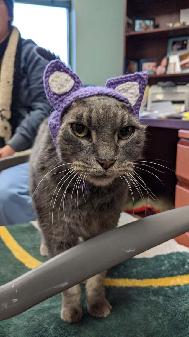 кошка в шапке
