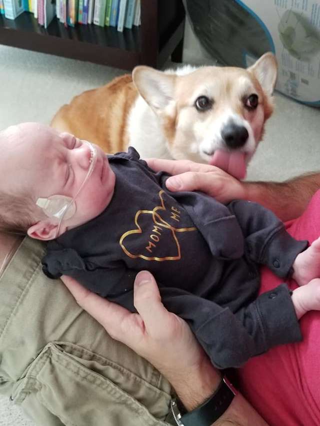 собака и ребёнок