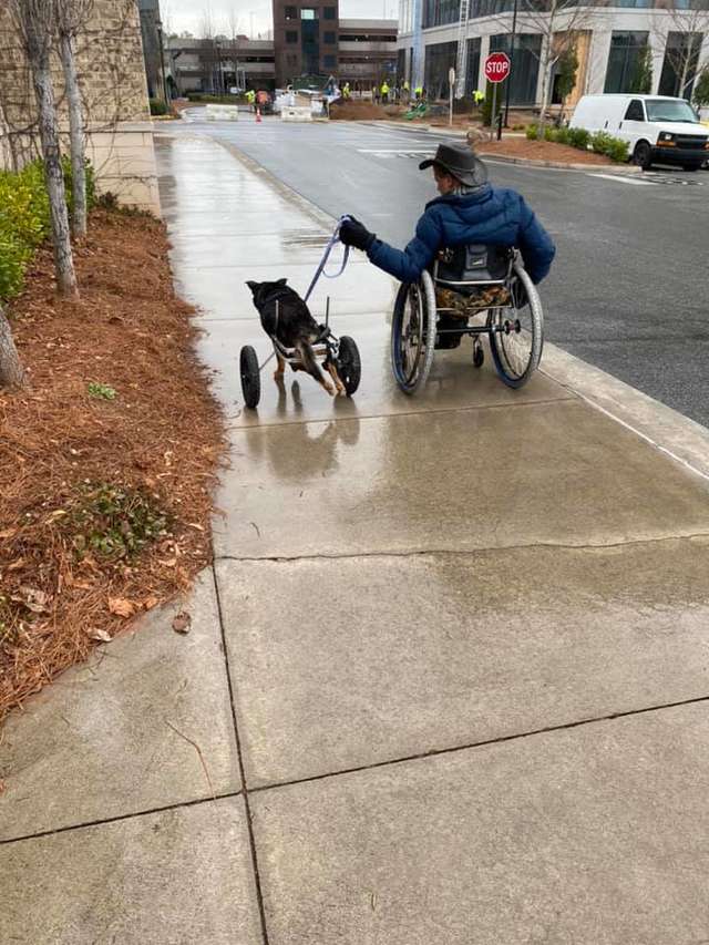 собака-инвалид