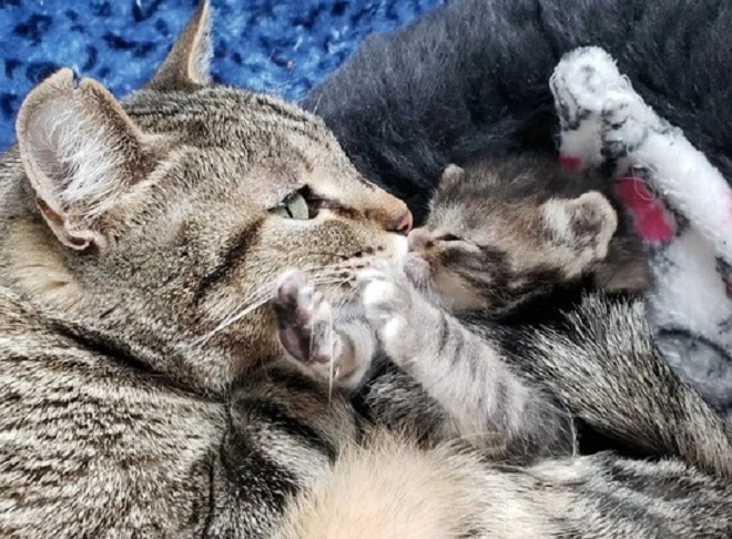 Котенок с мамой