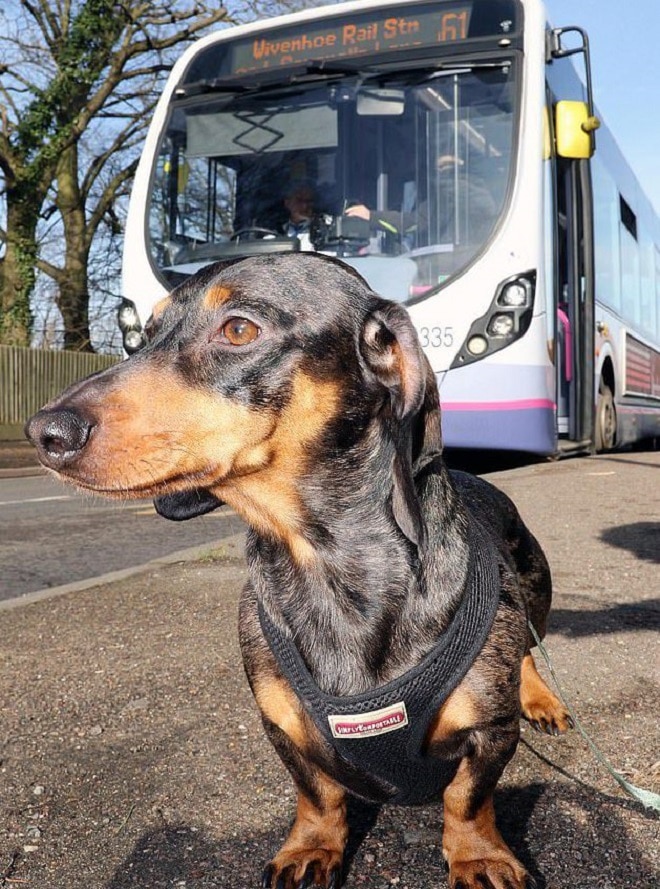 Собака и автобус