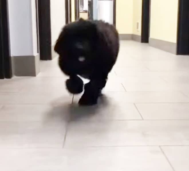 Собака в коридоре