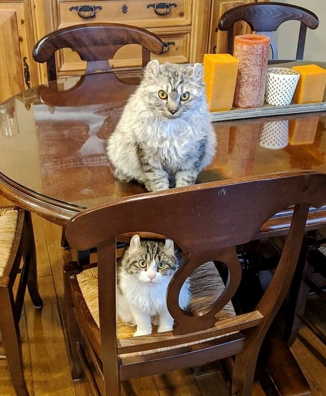 Два кота