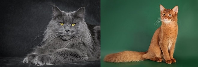 Коты модели