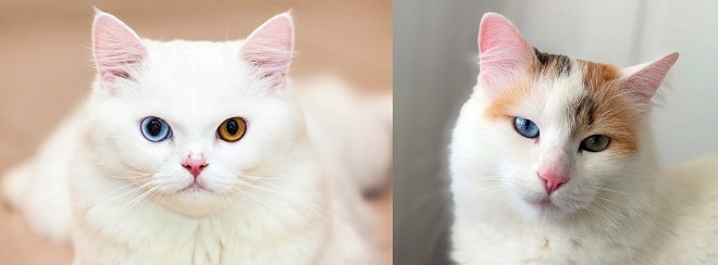 Белые коты