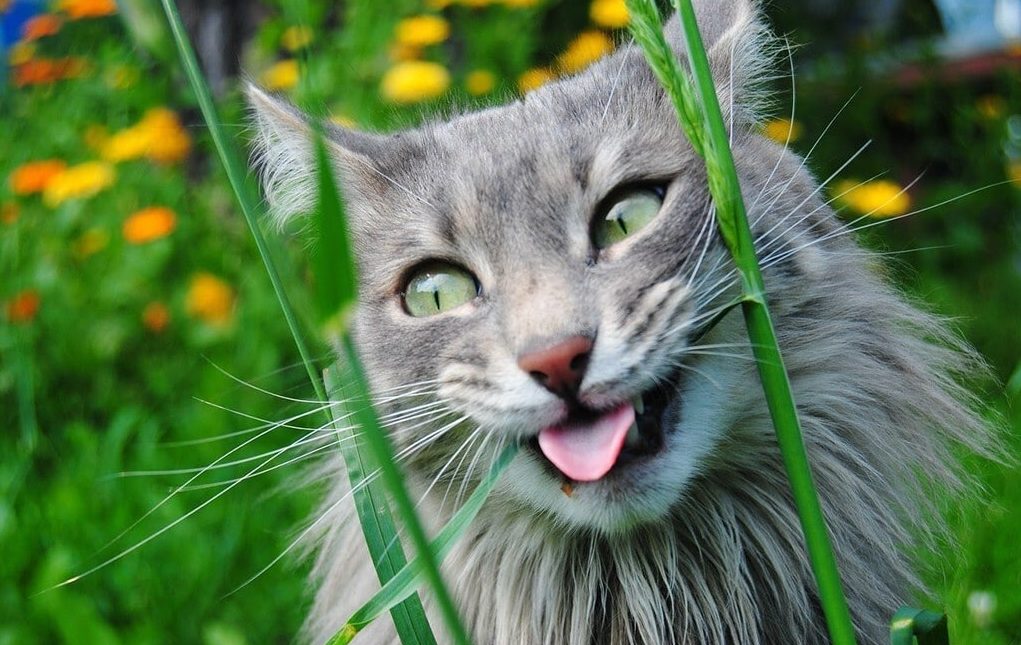 кот в траве