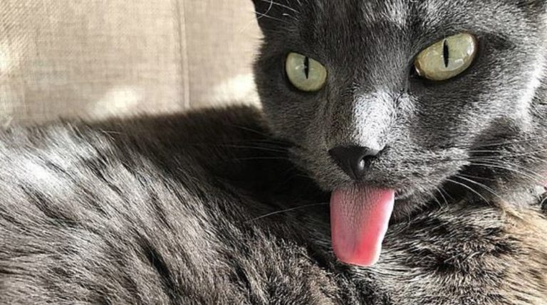 cat and tongue