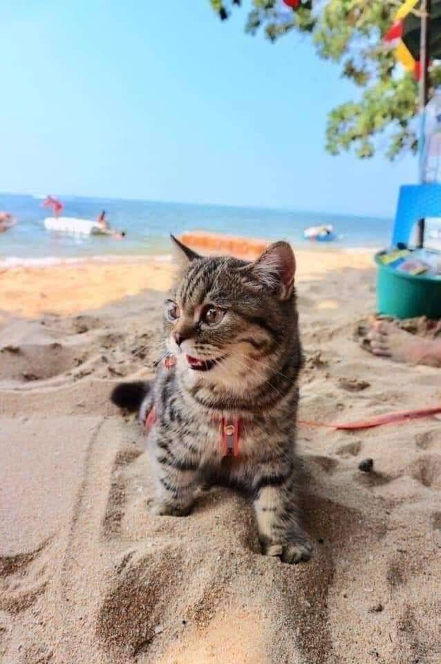 кошка на пляже