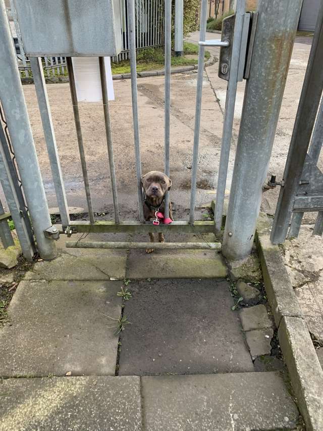 собака у ворот