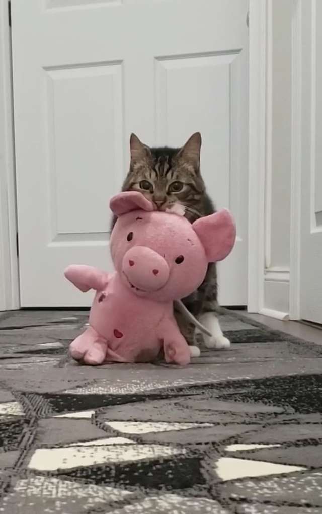 кот с игрушкой