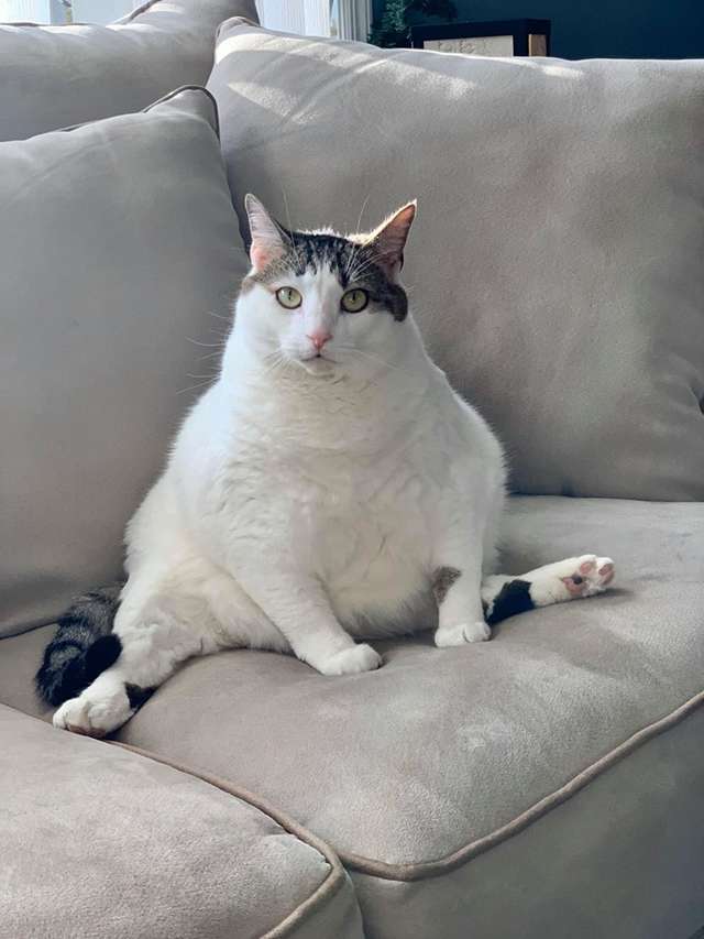 толстая кошка